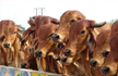 Cow Exhales oxygen too, Make it 